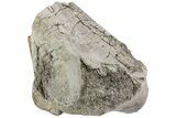 Fossil Titanothere (Megacerops) Limb Bone End - South Dakota #229053-1